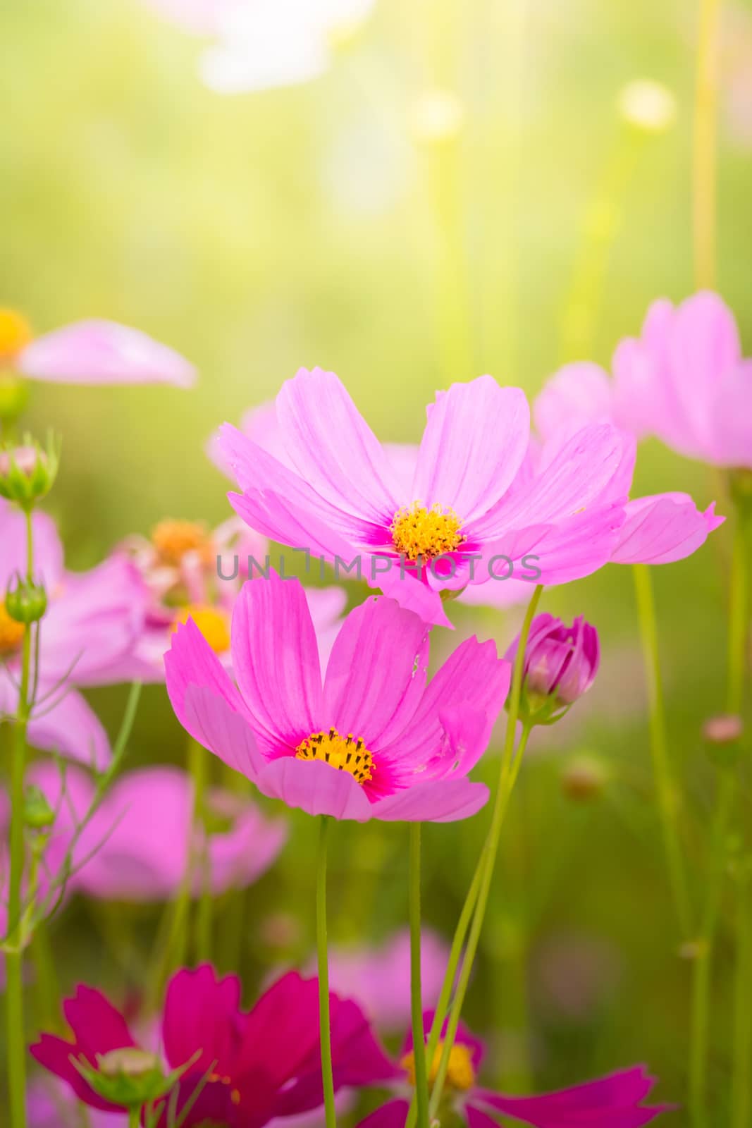 The background image of the colorful flowers, background nature