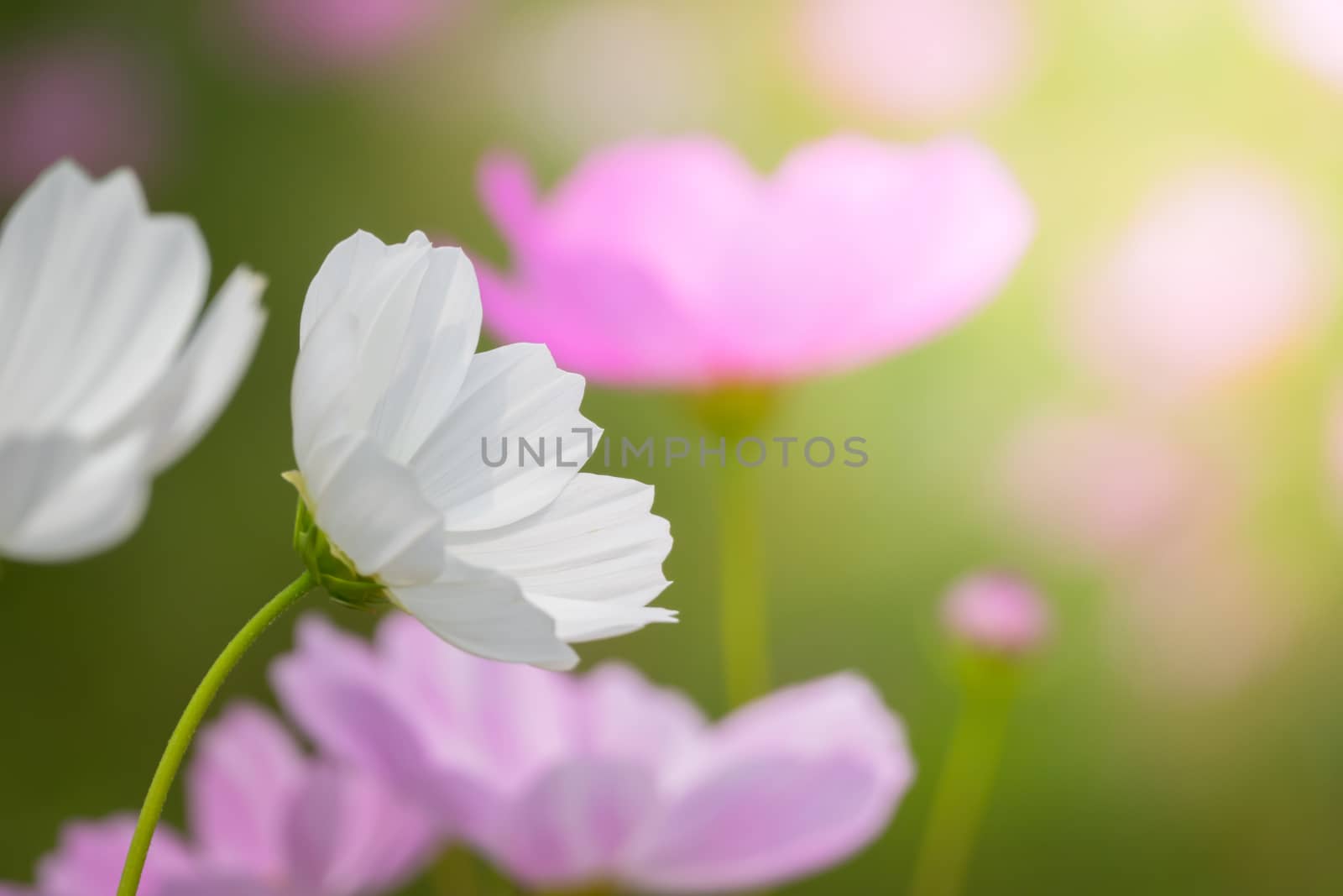 The background image of the colorful flowers, background nature