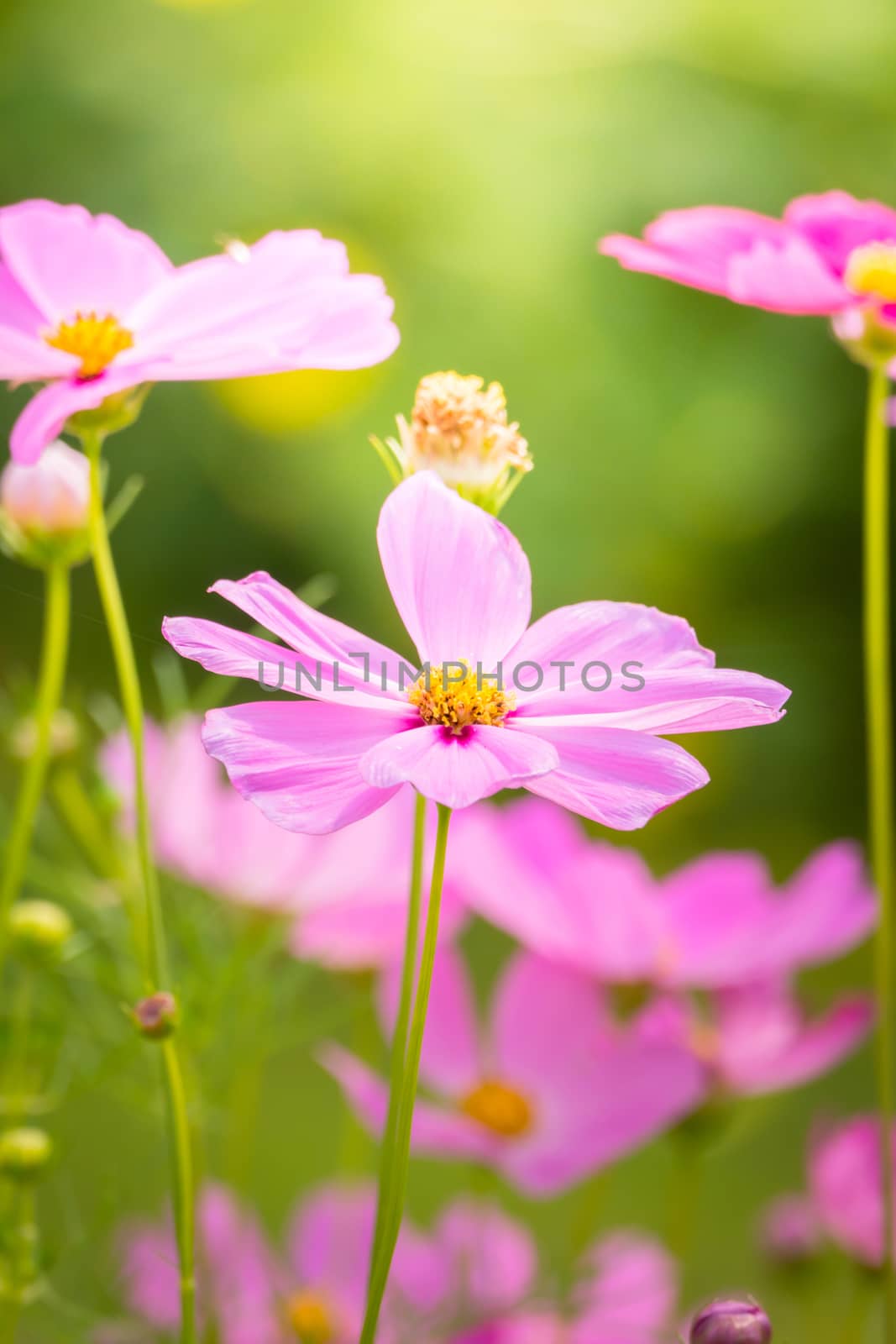 The background image of the colorful flowers, background nature