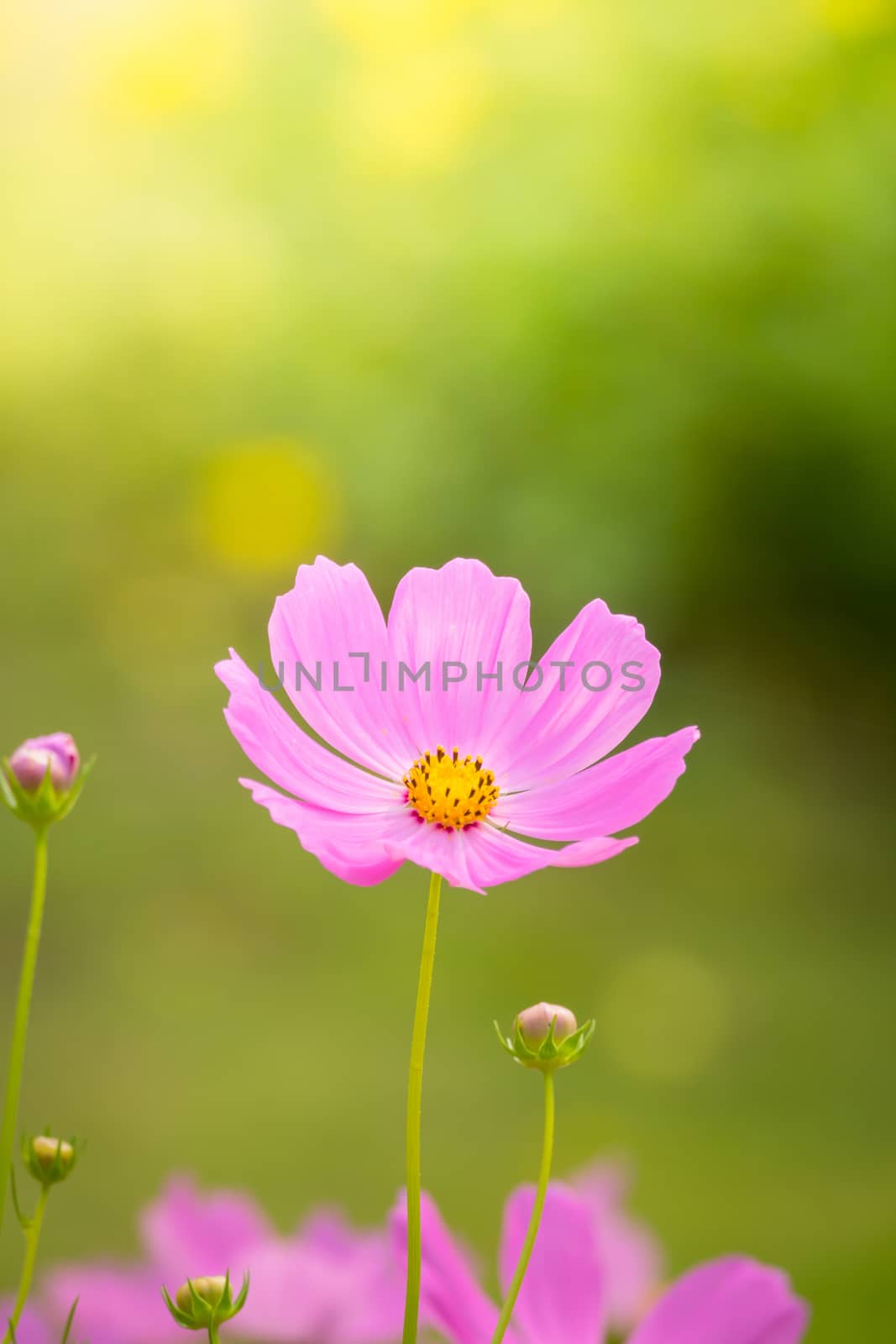 The background image of the colorful flowers, background nature