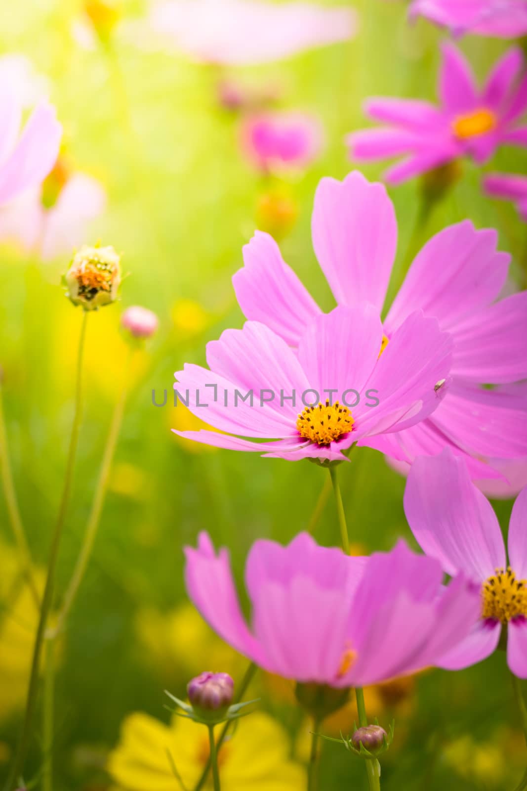 The background image of the colorful flowers, background nature