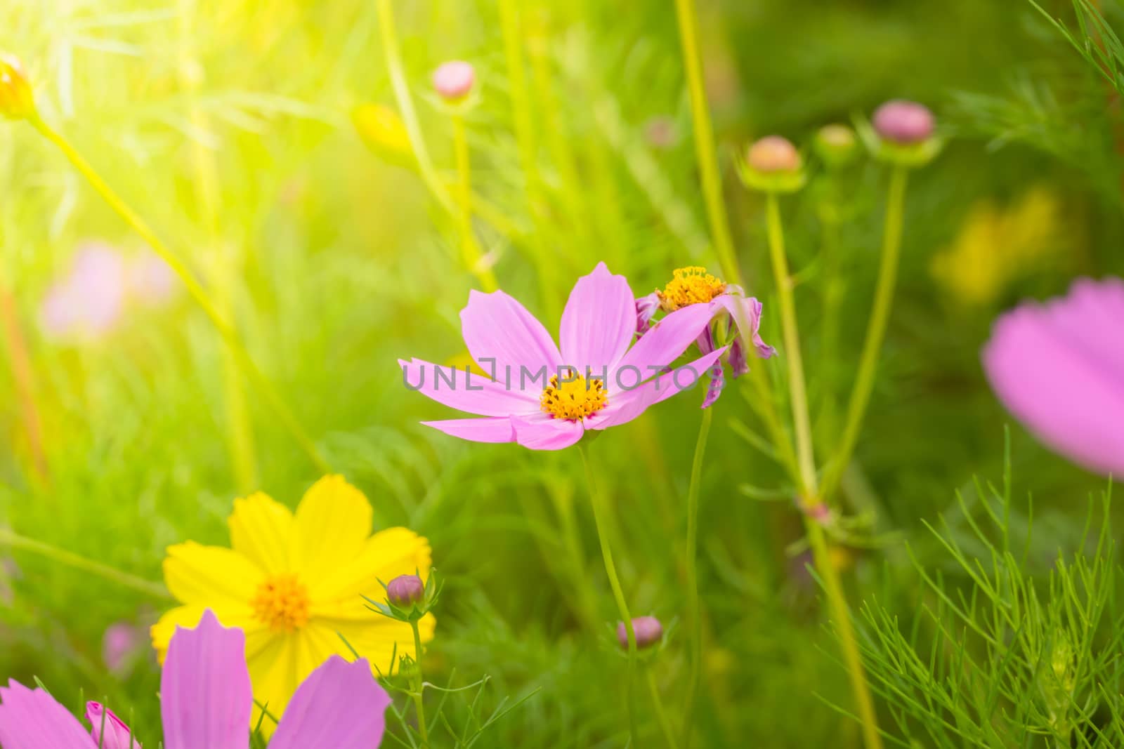 The background image of the colorful flowers, background nature