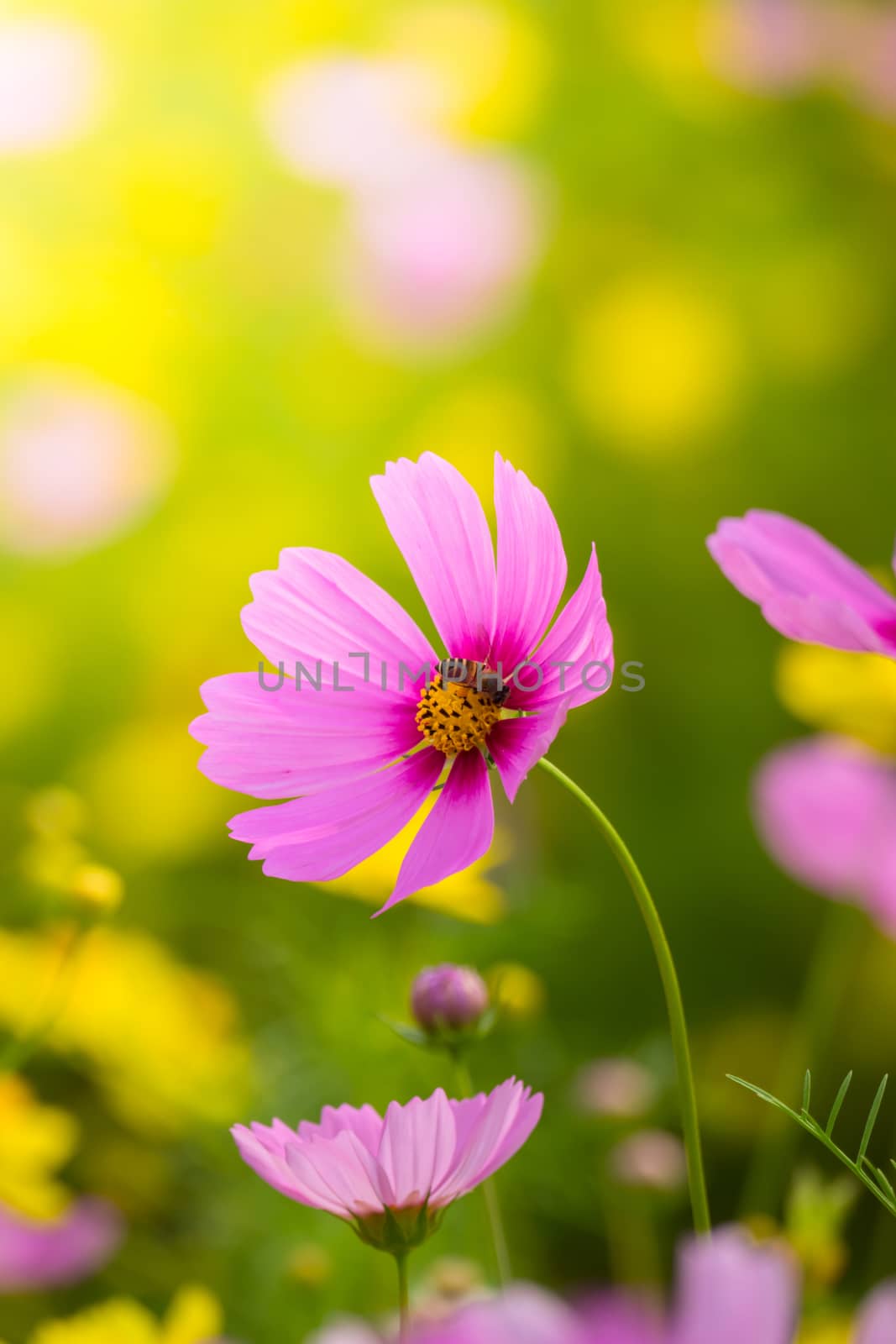 The background image of the colorful flowers, background nature