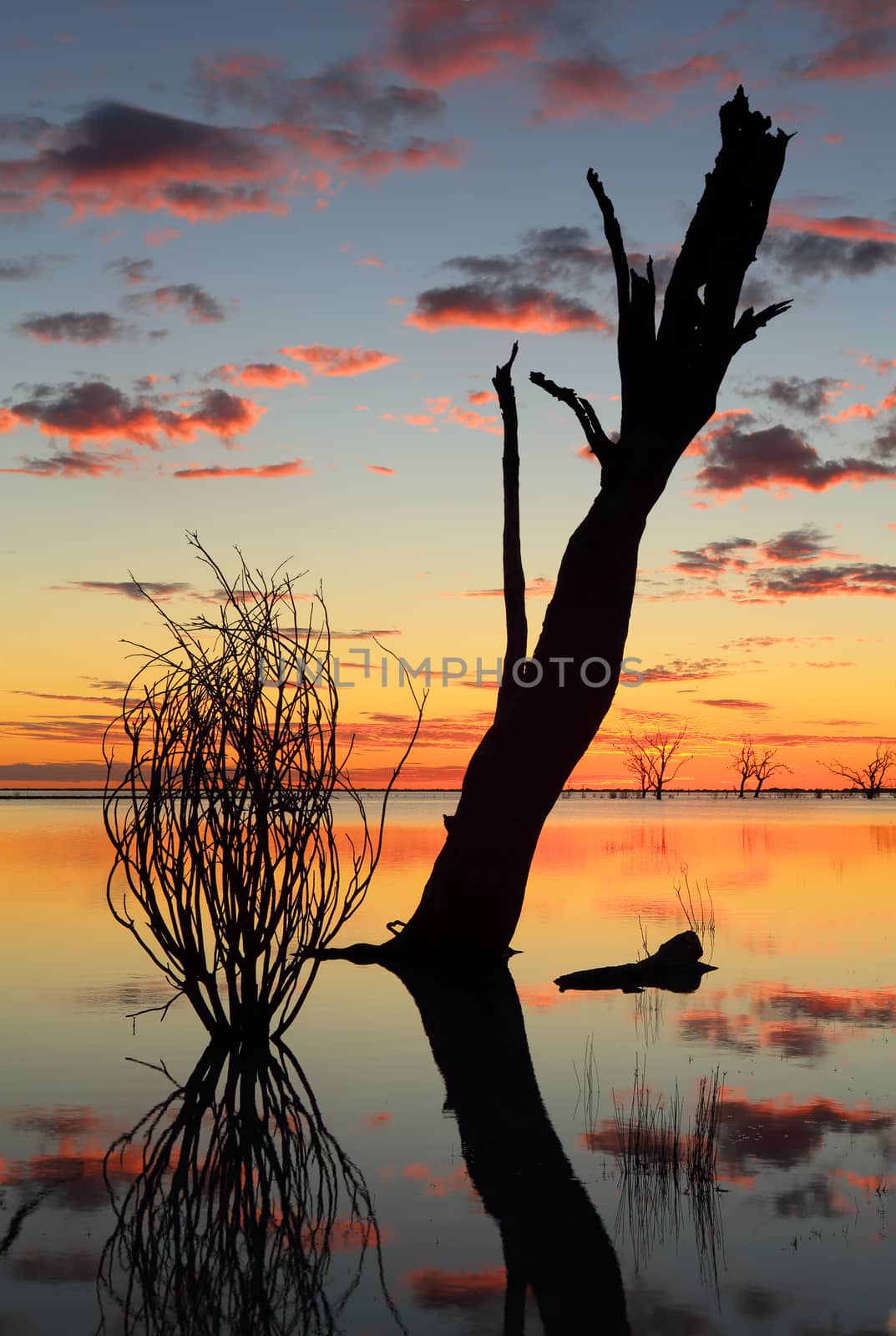 Sunset and silhouettes of dead trees in the lake with reflections. 