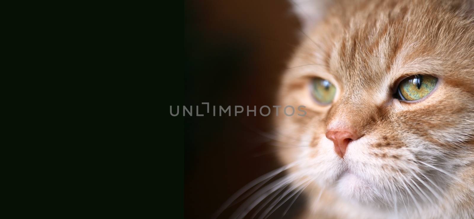 The important decision of my ginger cat. His portrait on dark background