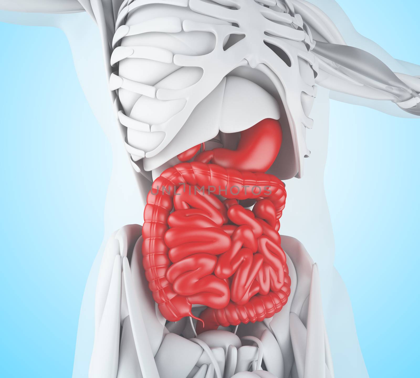 3d illustration. Digestive System, anatomy detail