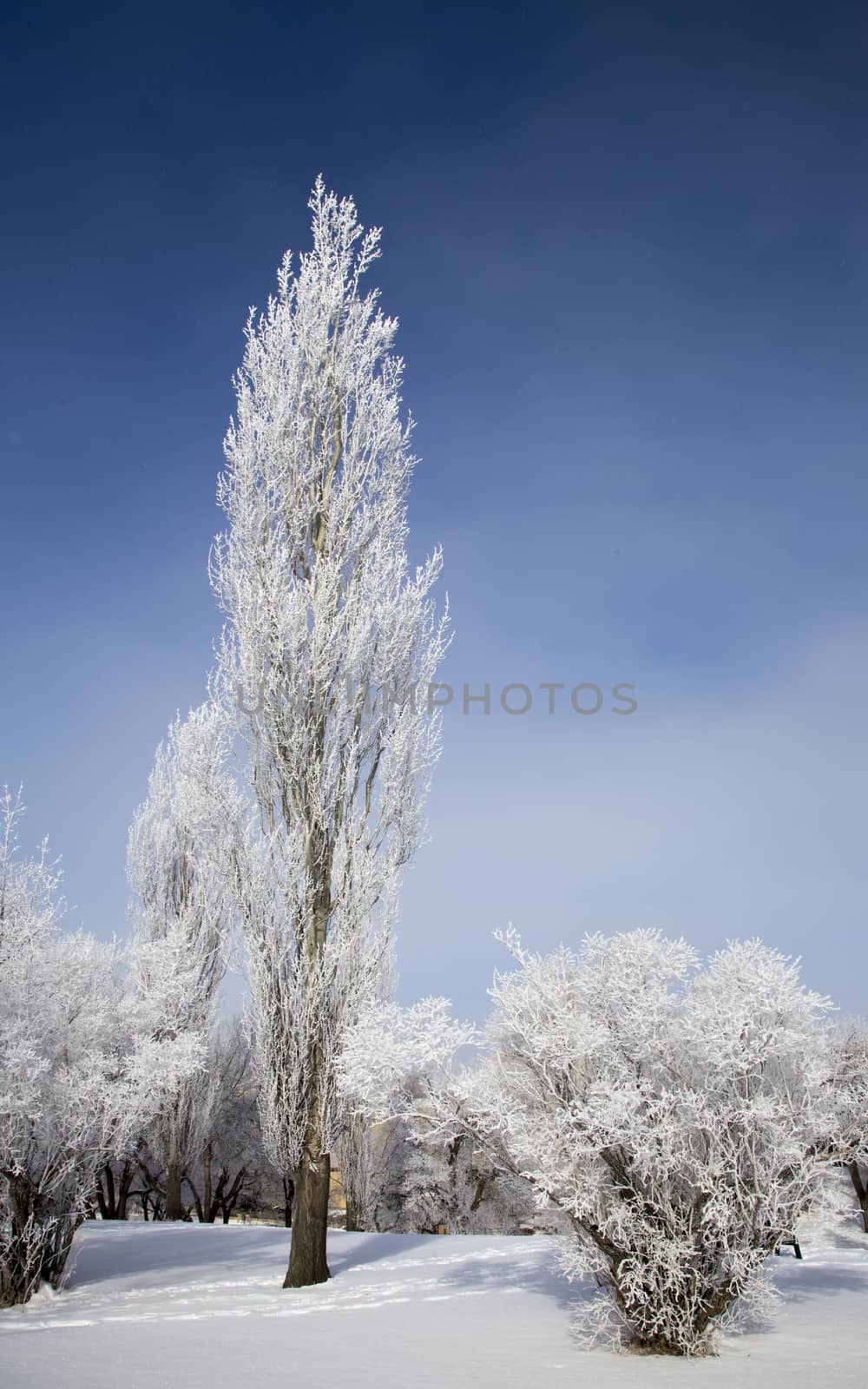 Hoar Frost Prairie by pictureguy
