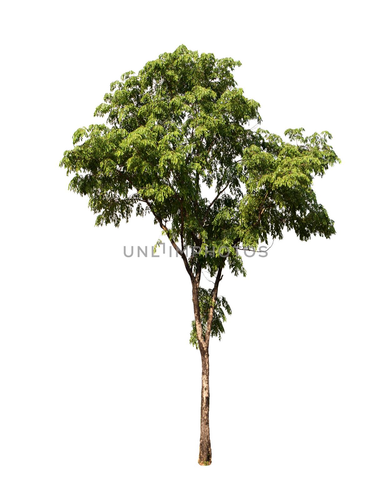 the big tree isolated on white background by kirisa99