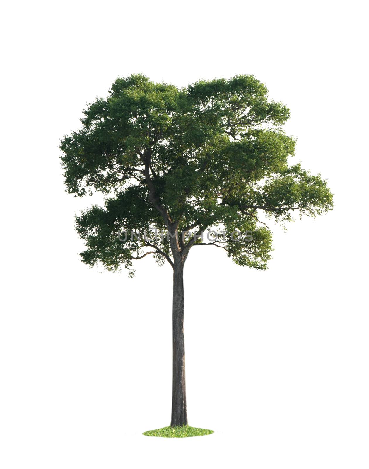 the big tree isolated on white background