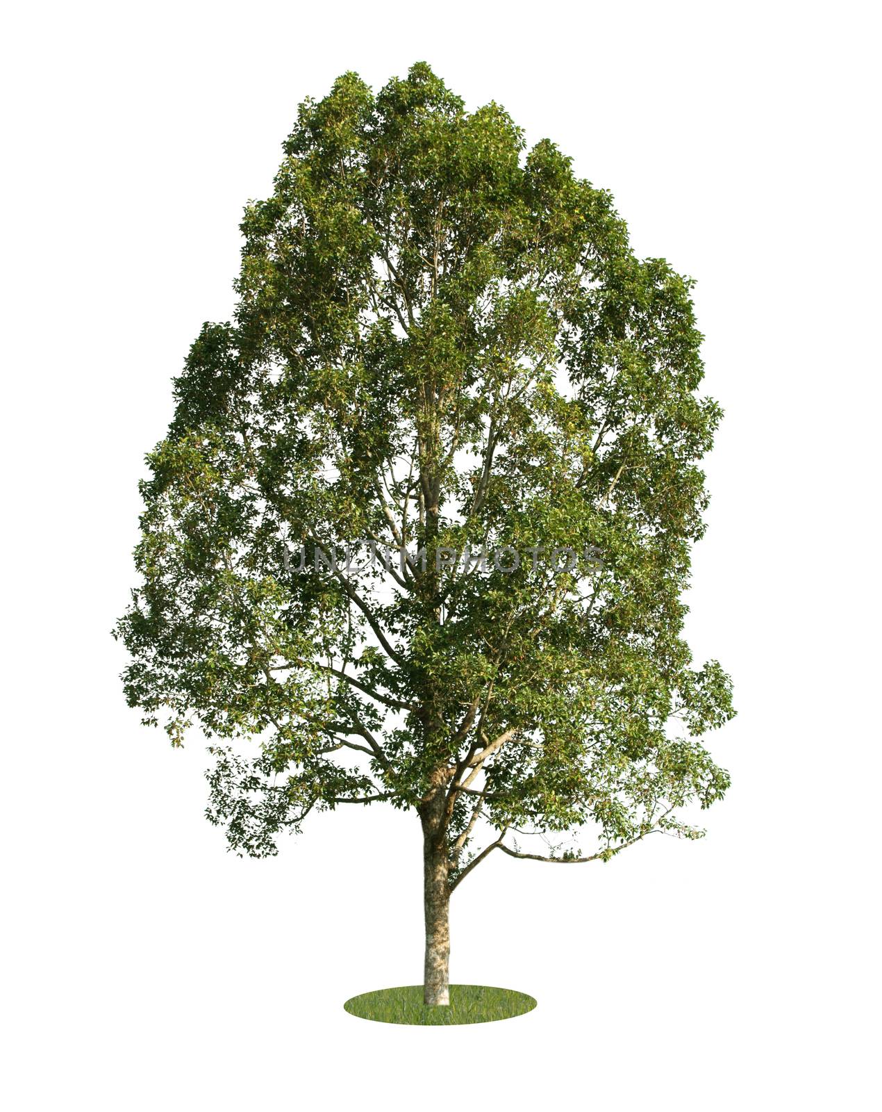 the big tree isolated on white background