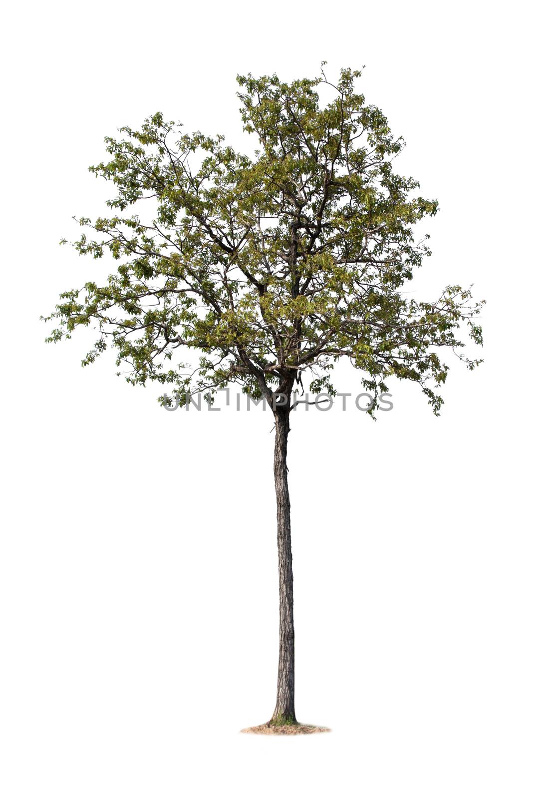 the big tree isolated on white background