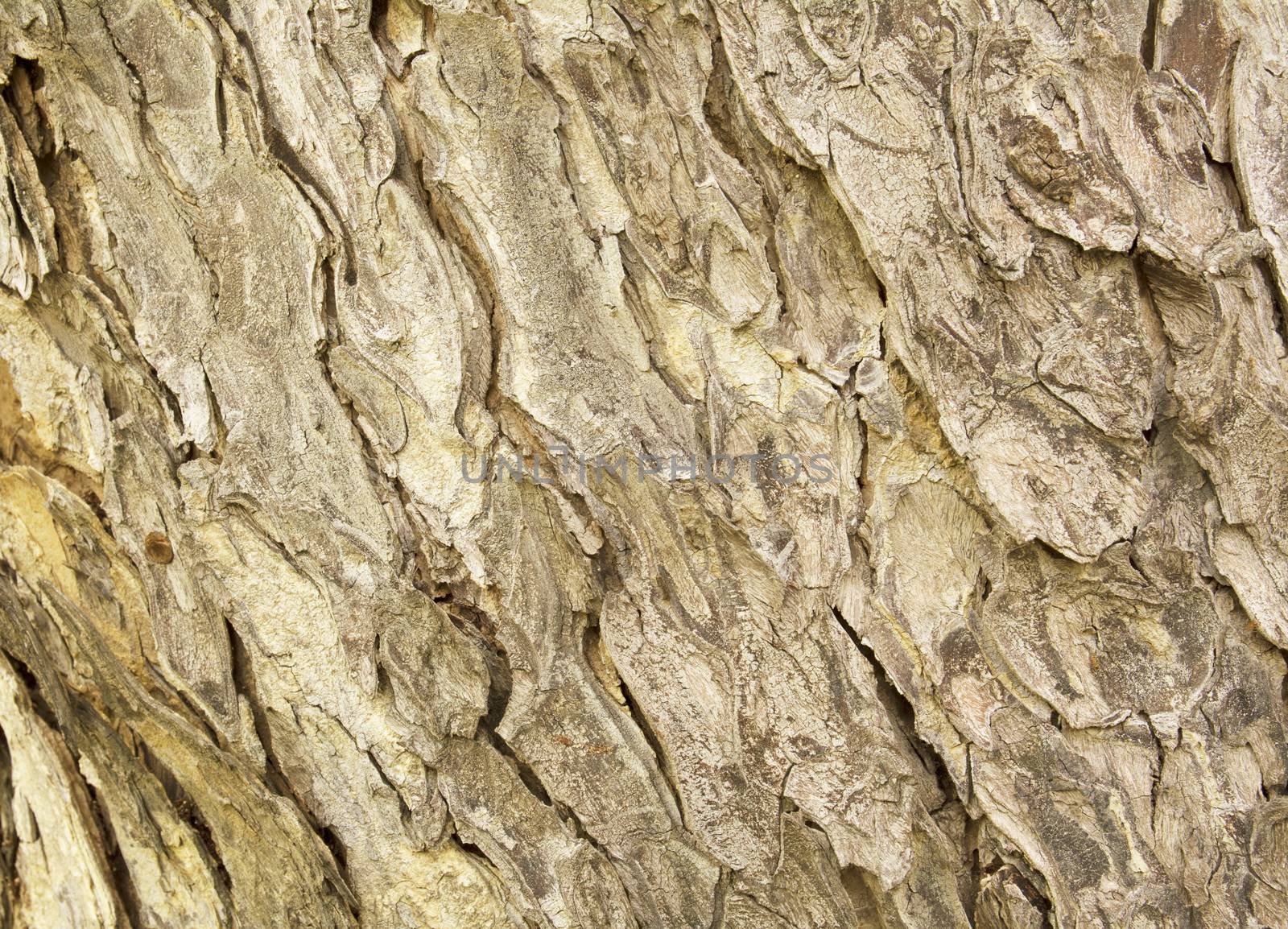 tree bark texture pattern. wood rind for background by kirisa99