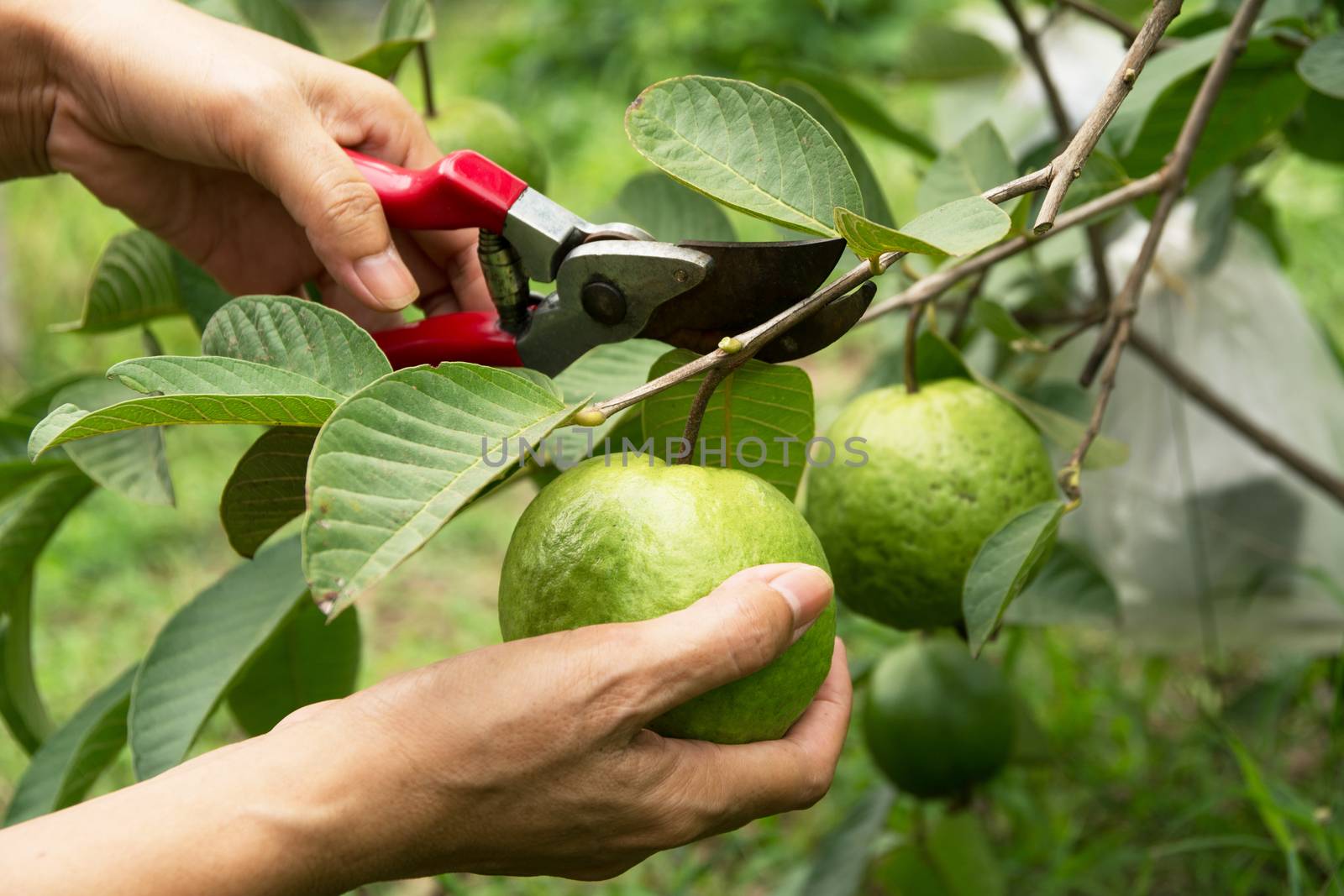 gardener pruning guava trees with pruning shears on nature background.