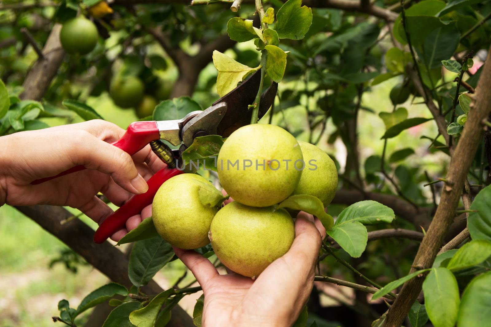 gardener pruning lemon trees with pruning shears on nature backg by kirisa99