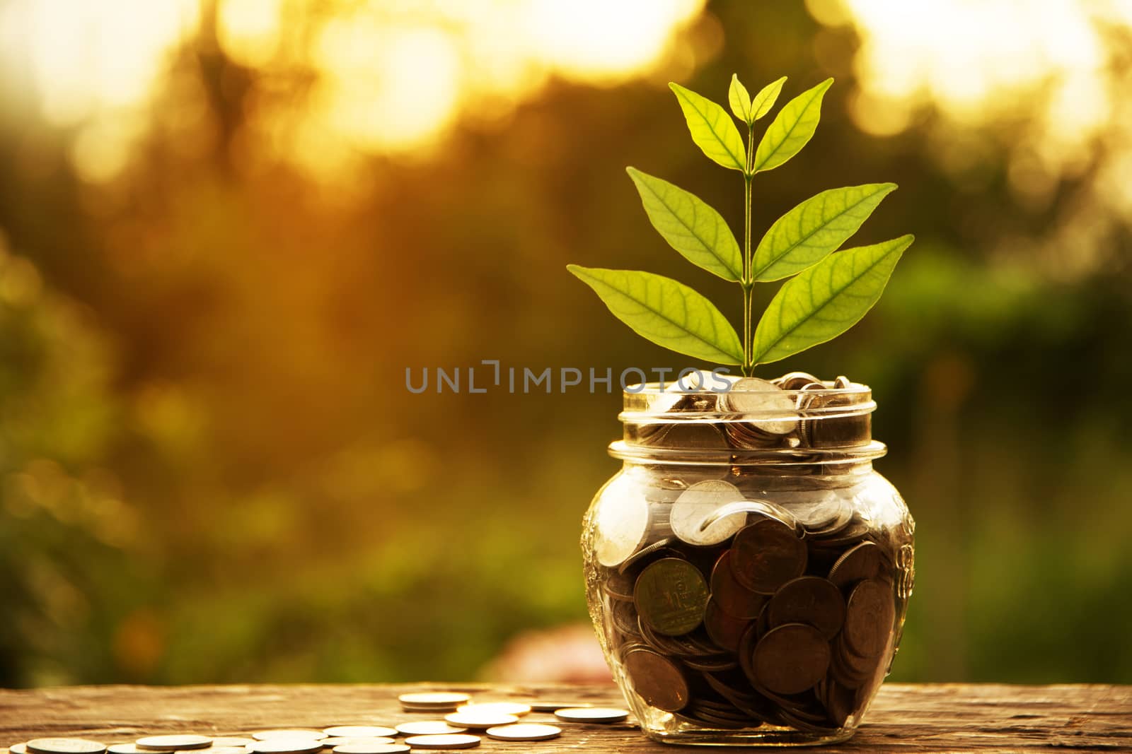 Coins in glass and stack coins with tree for business and tax season.