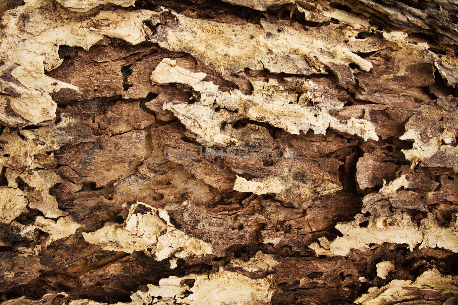 tree bark texture pattern. wood rind for background by kirisa99