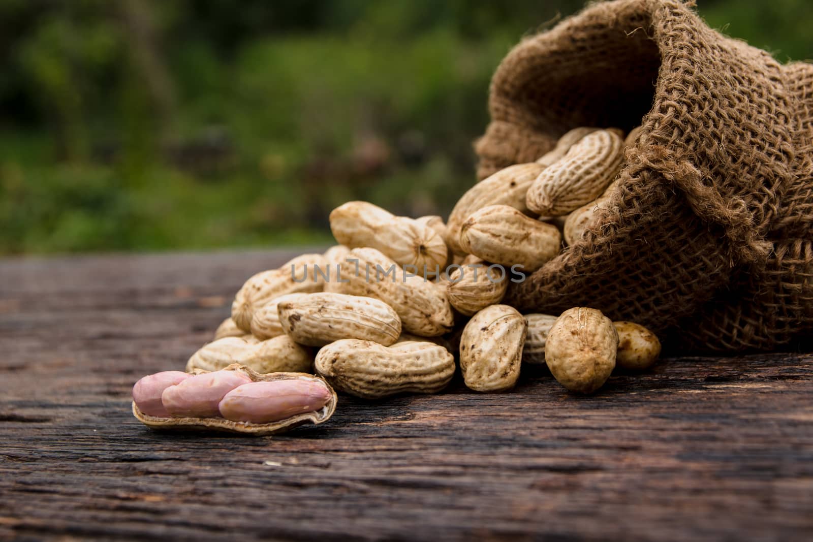peanuts in shells in sack with fresh groundnut on wooden on nature background