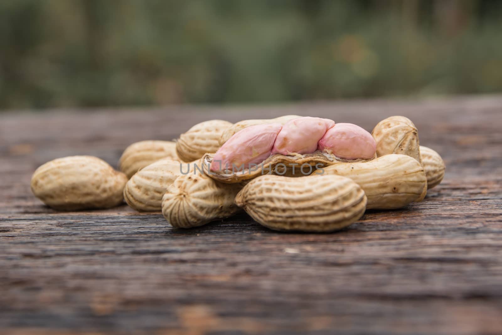 peanuts in shells with fresh groundnut on wooden on nature background