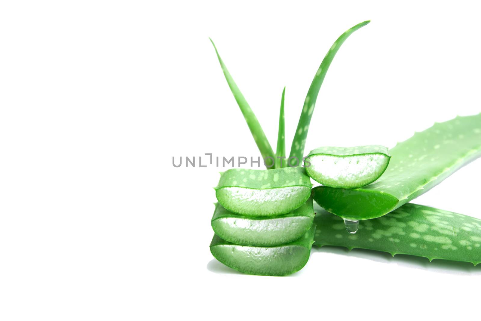 aloe with aloe sliced isolated on white background.