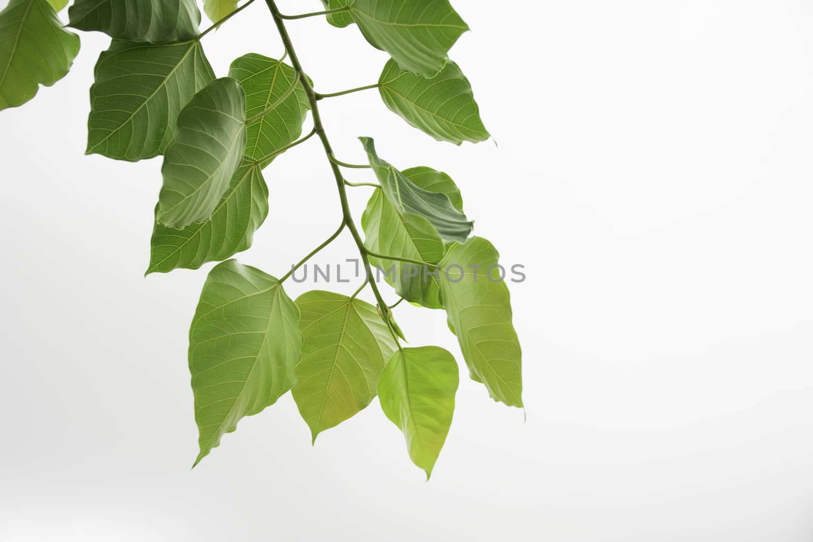 The green leave isolated on white background 