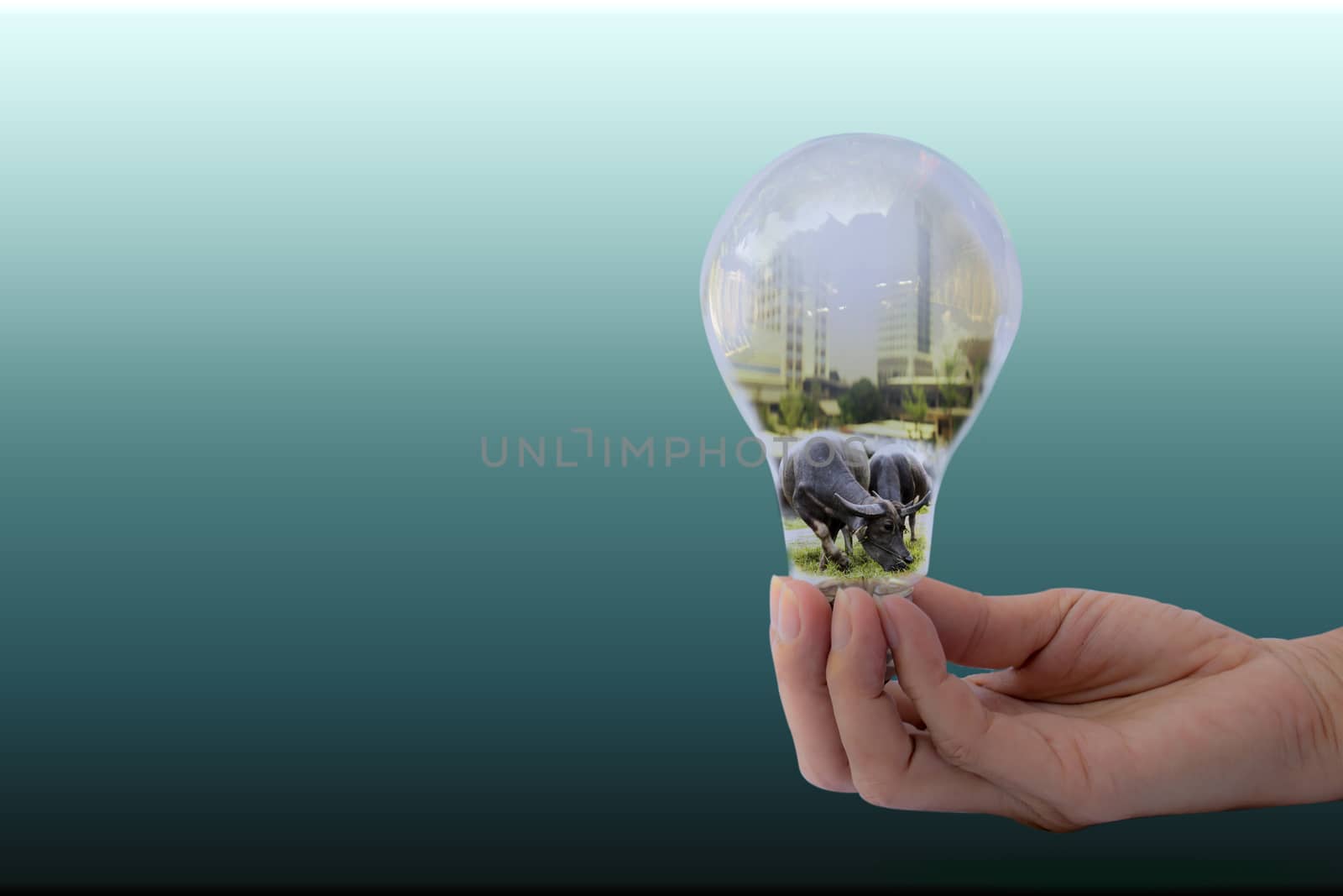 Hand of person holding light bulb for idea and buffalo in bulb by kirisa99