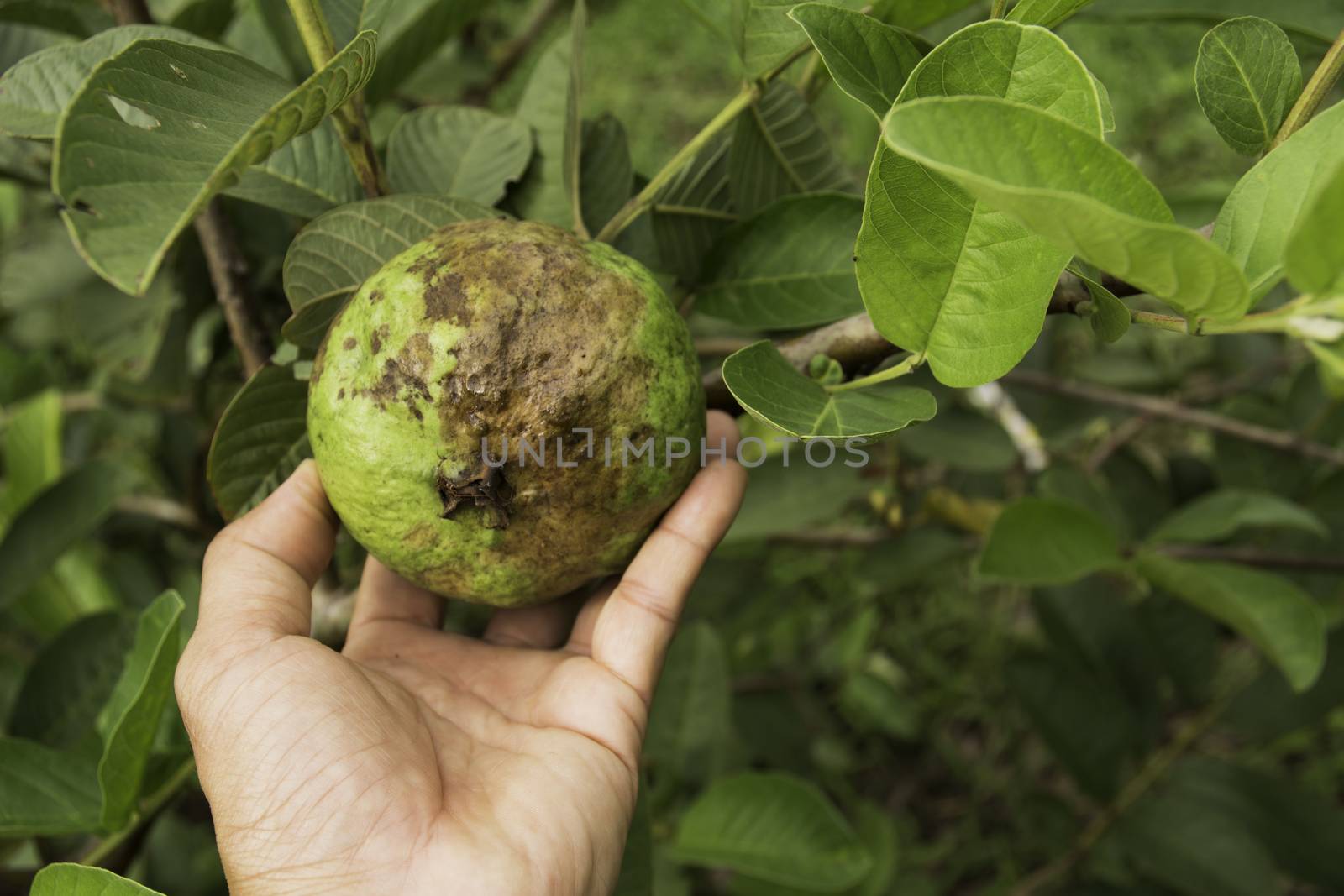 Hand touching rotten guava with tree of guava in the garden. by kirisa99