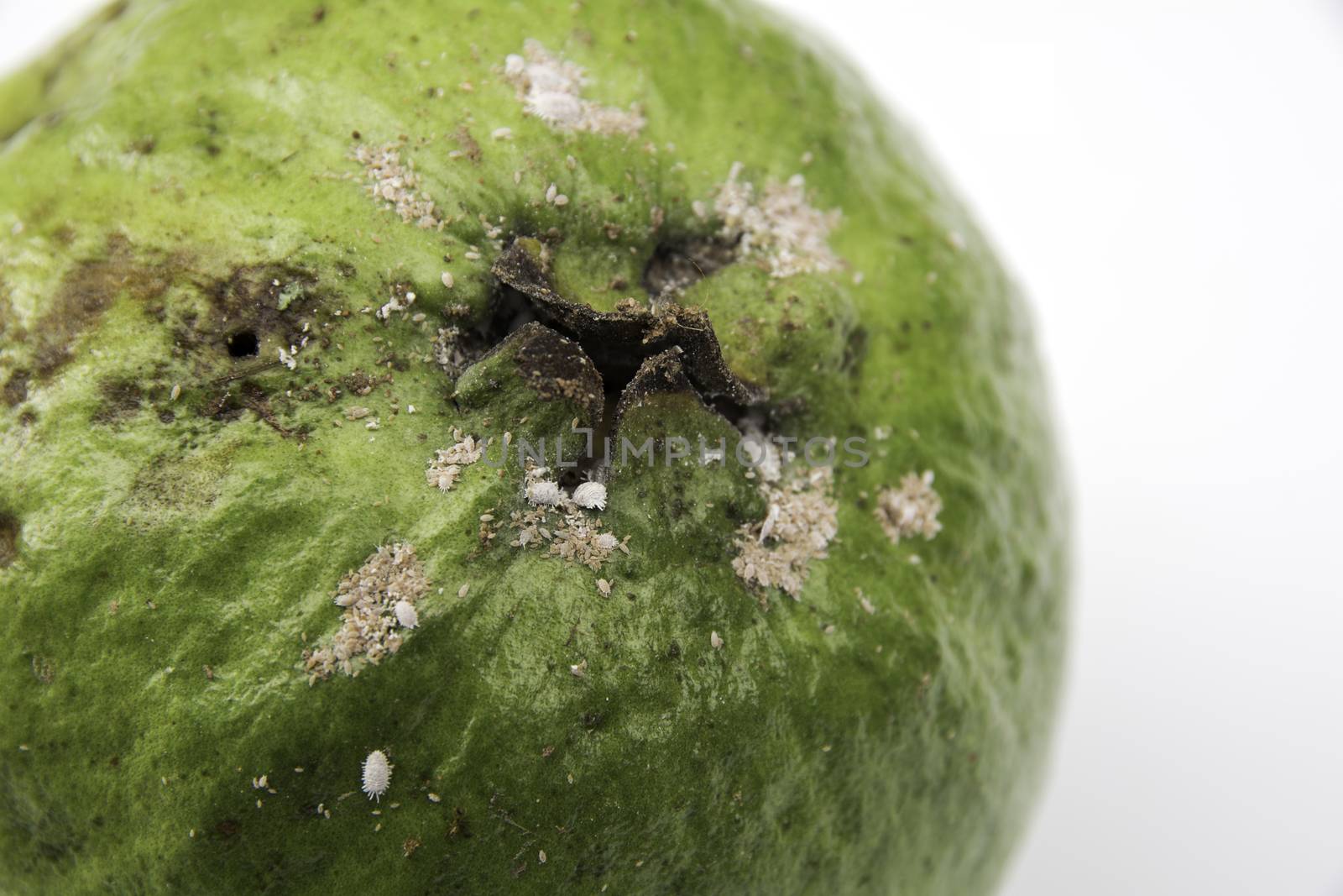 The rotten guava isolated on a white background. by kirisa99