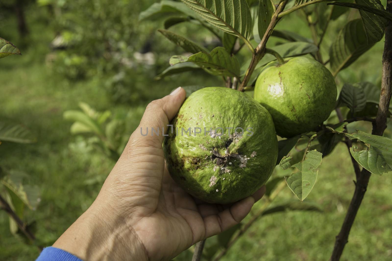 Hand touching rotten guava with tree of guava in the garden.