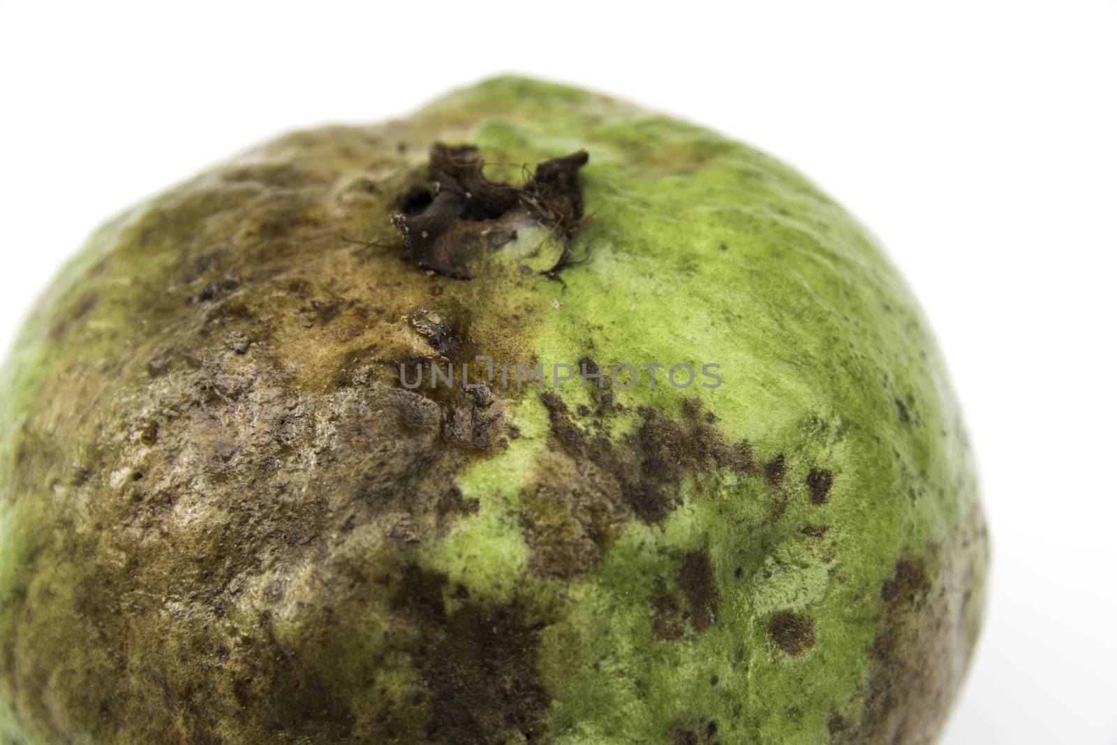 The rotten guava isolated on a white background.