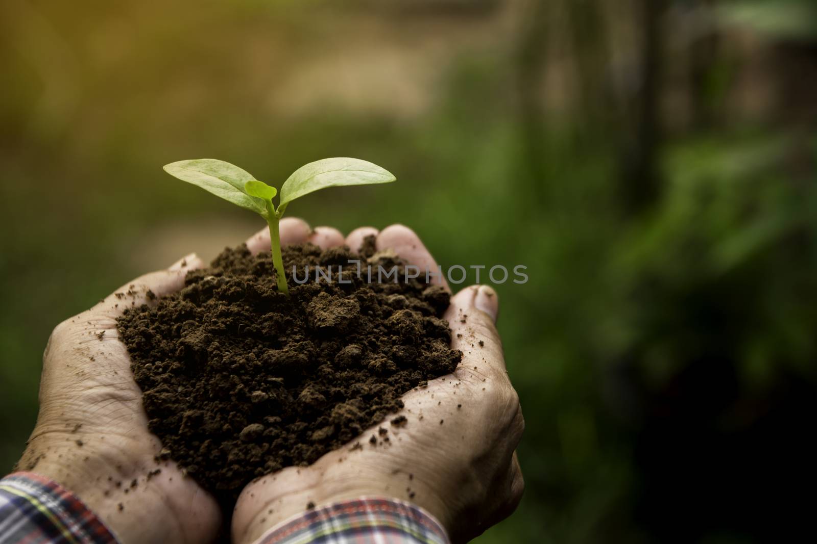 Human hands holding green small plant life concept.Ecology concept.