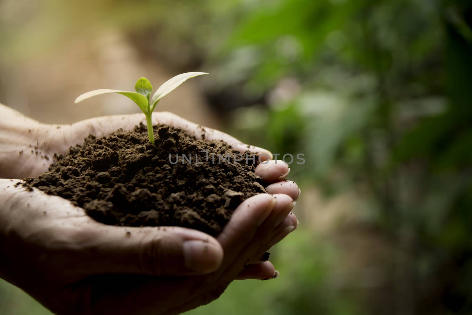 Human hands holding green small plant life concept.Ecology concept.