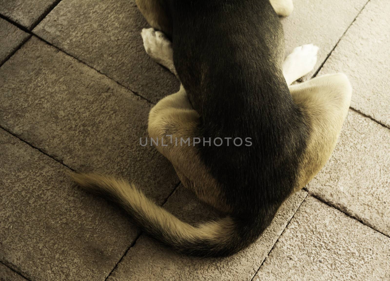 Back with tail of dog, dog relaxing and nap on ground. by kirisa99