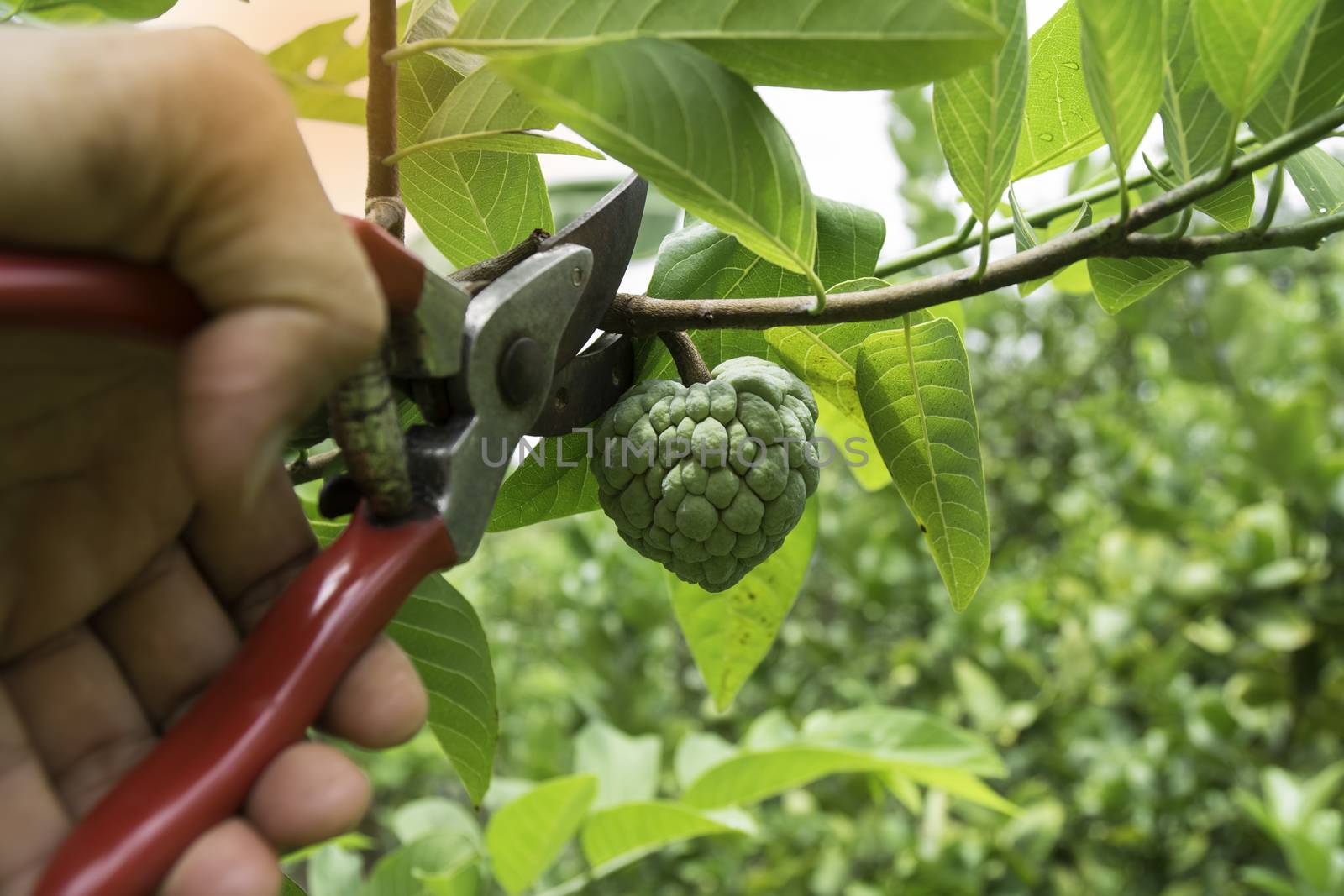 gardener pruning custard apple trees with pruning shears on nature background.