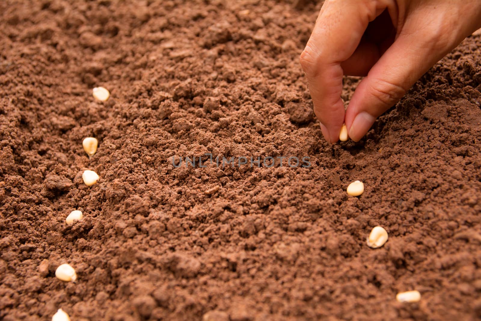 Seedling concept by human hand, Human seeding corn seed in soil. by kirisa99