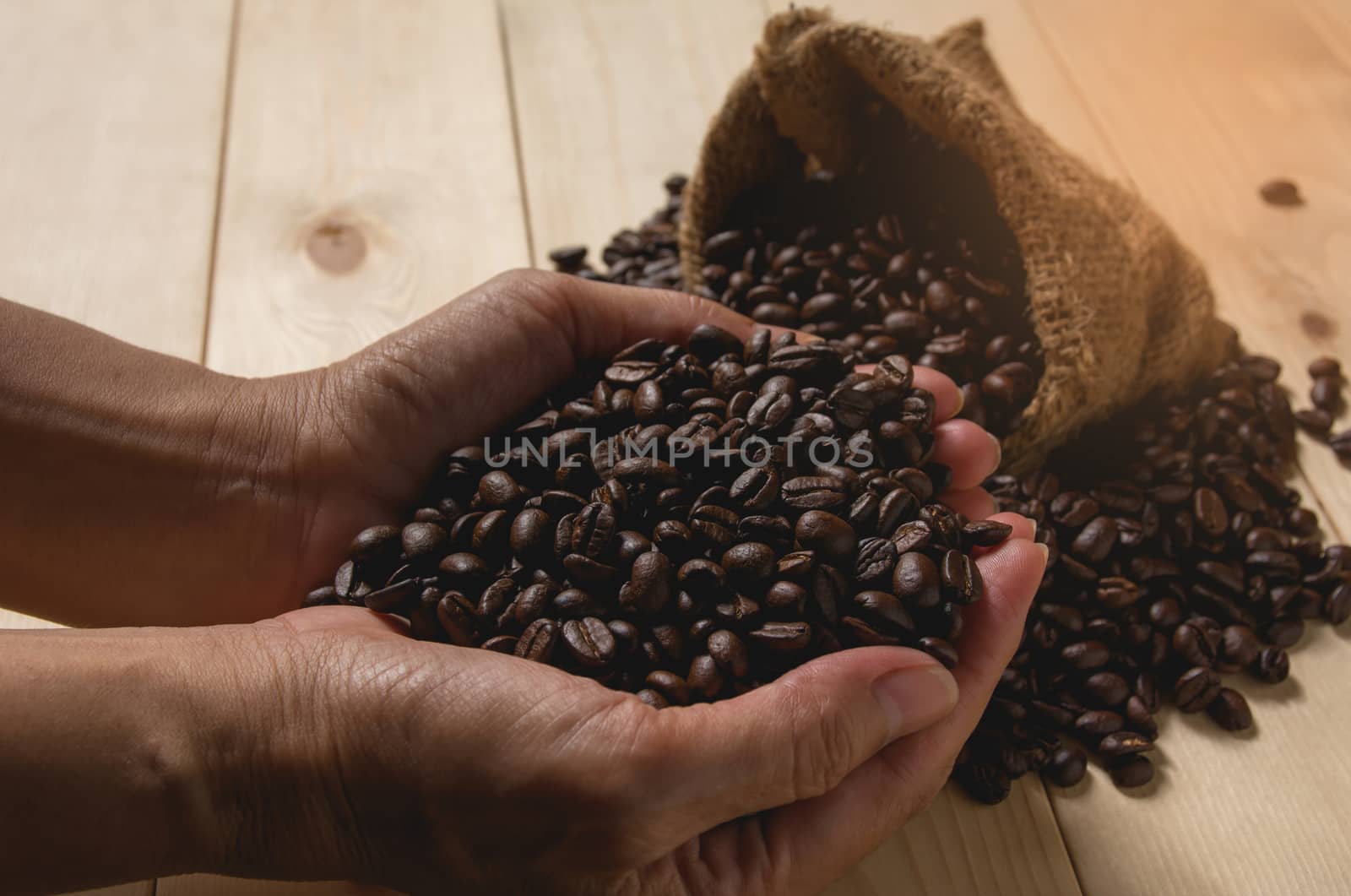 Woman hand holding coffee beans with sack bag on wooden background.