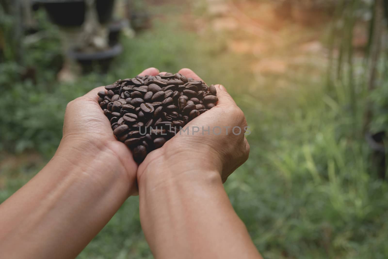 Woman hand holding coffee beans on nature background.