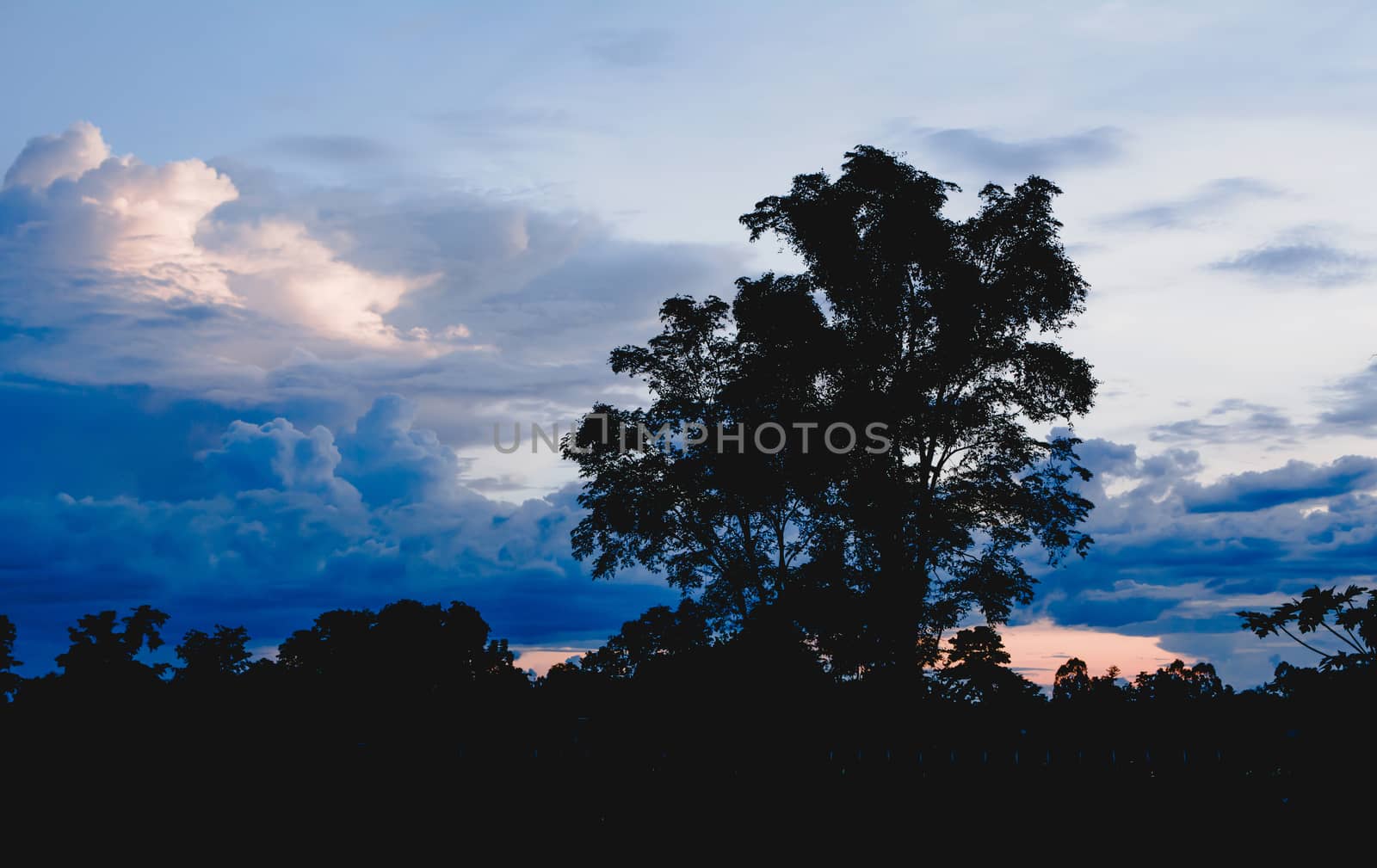 Trees on cloudy with sky at evening background silhouette style. by kirisa99