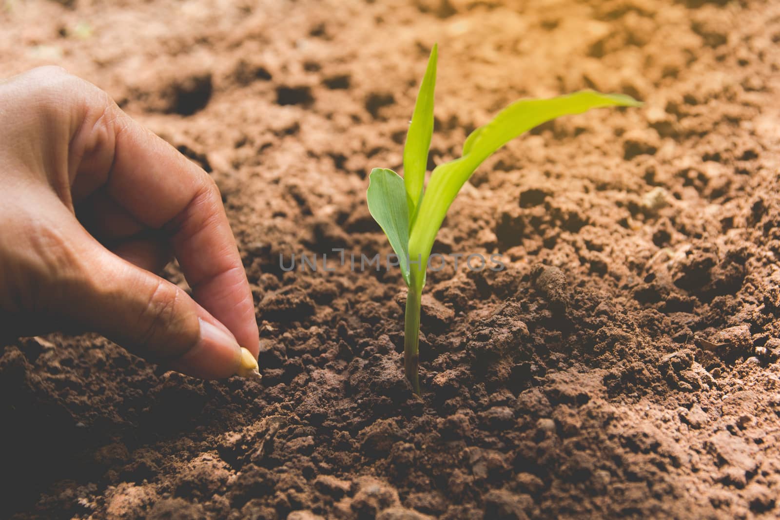 Seedling concept by human hand, Human seeding seed in soil with plant.