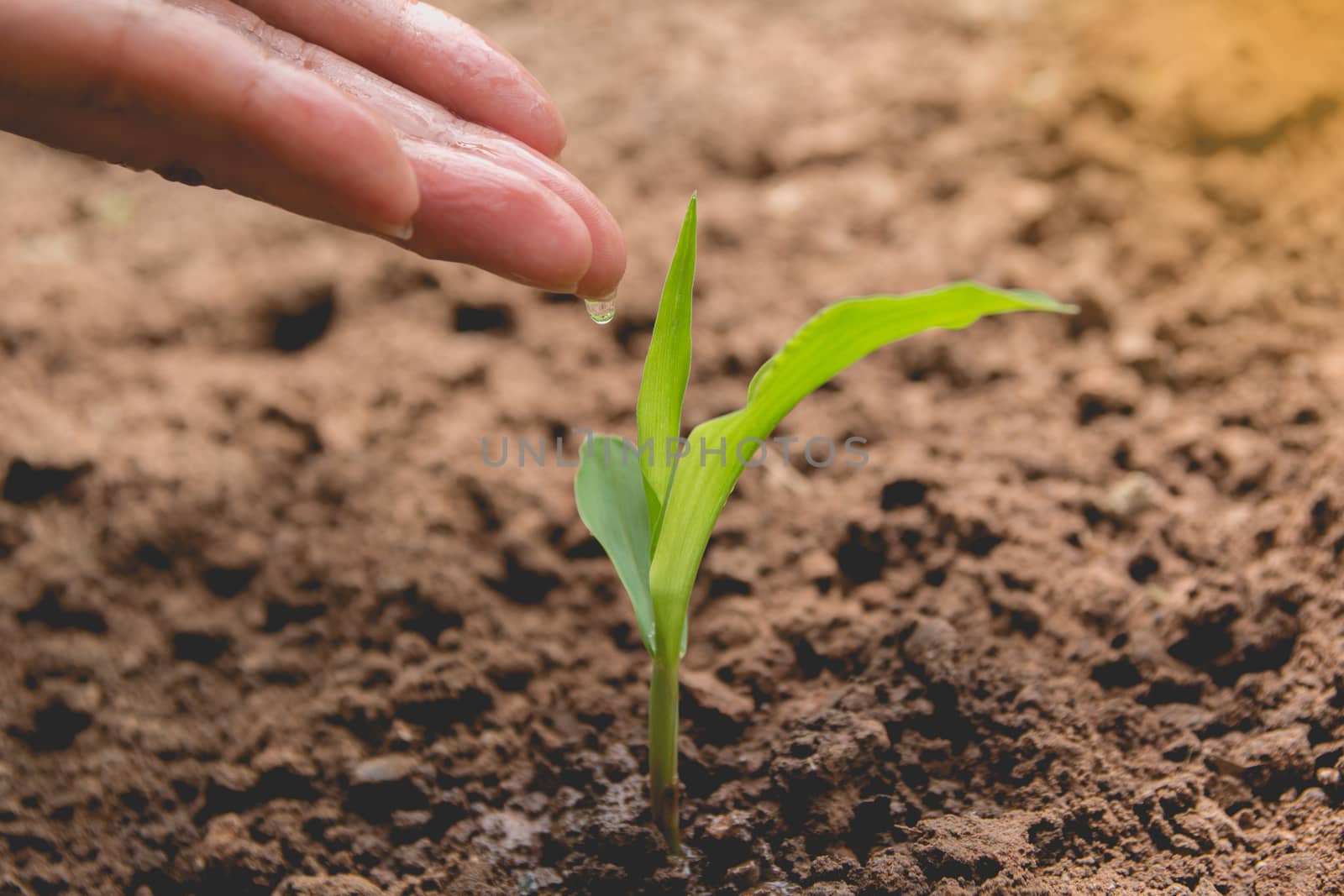 Seedling concept by human hand watering young tree over green ba by kirisa99