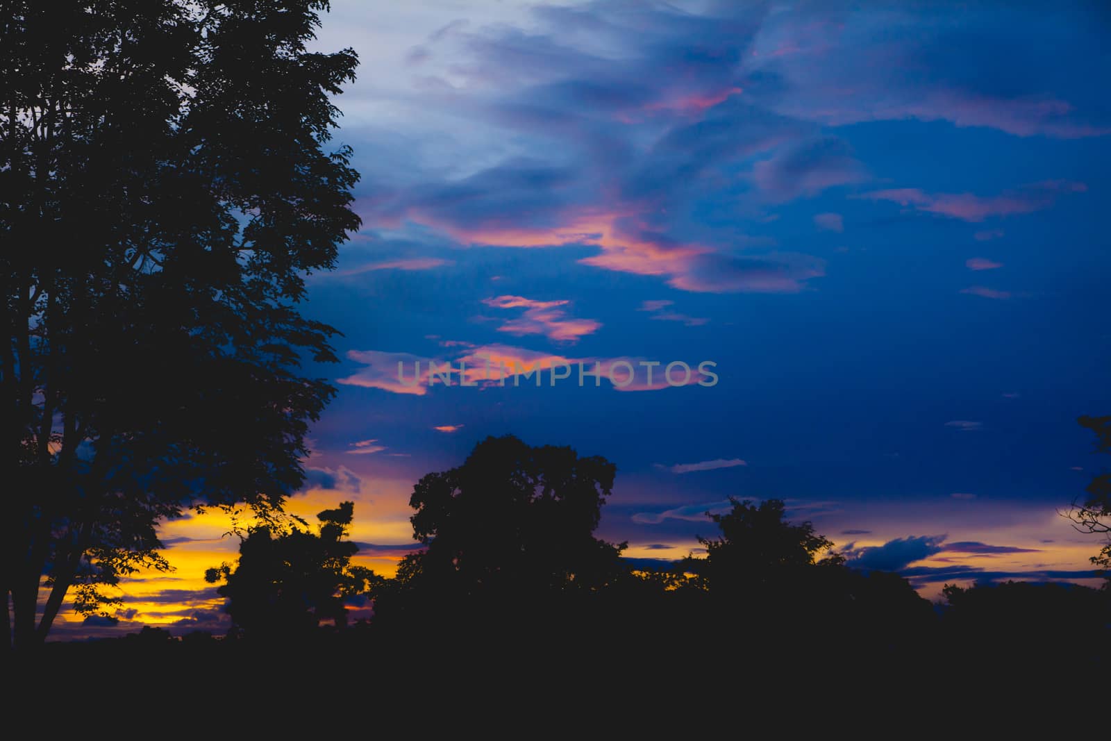 Trees on cloudy with sky at evening background silhouette style. by kirisa99