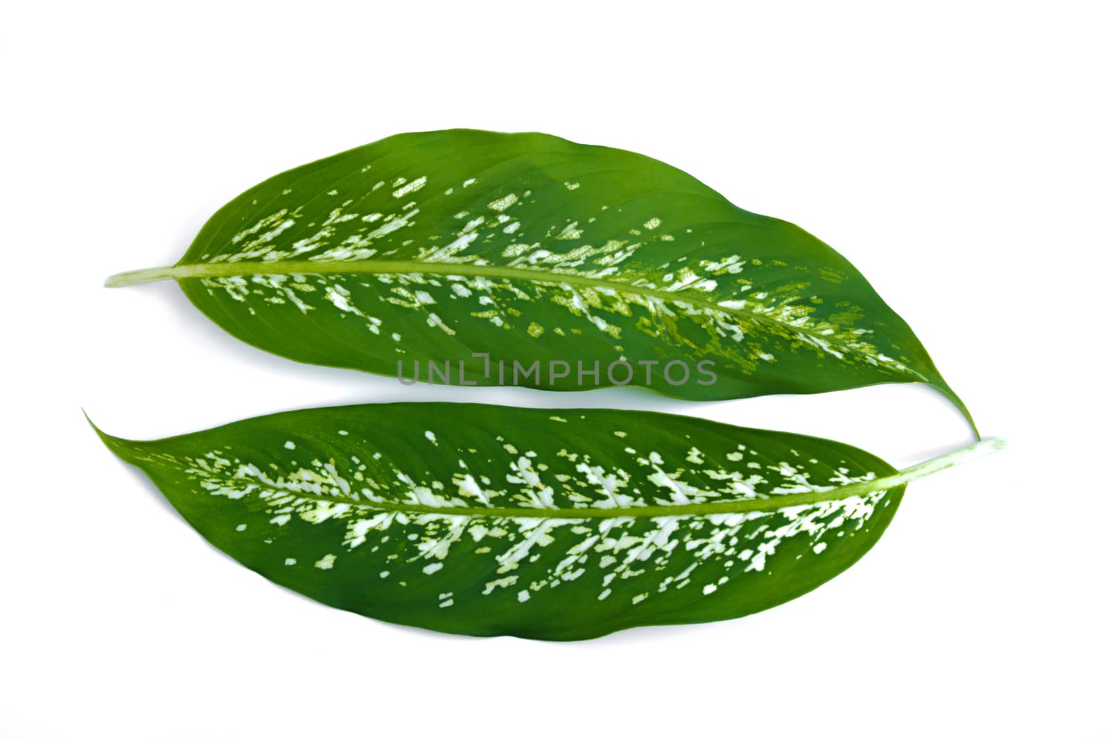 Green leave isolated over white background with clipping path.