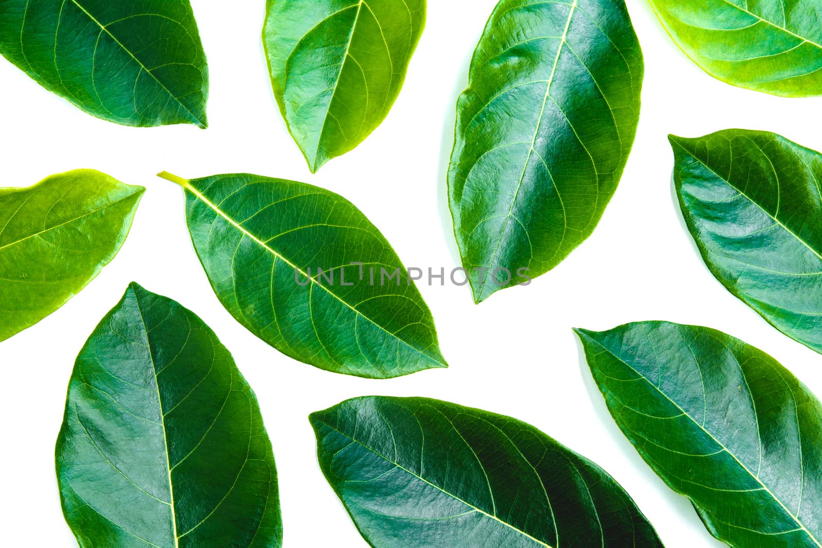 Green leave isolated over white background with clipping path. by kirisa99