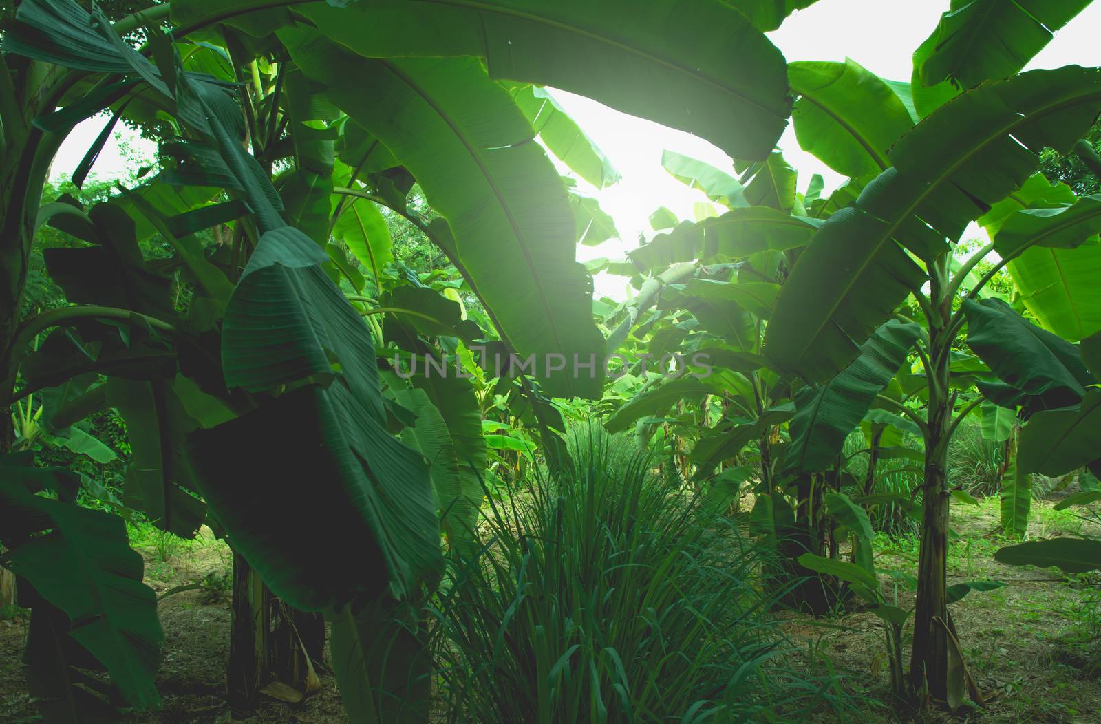 Banana tree with bunch of growing ripe green bananas. Banana trees in lush tropical garden.