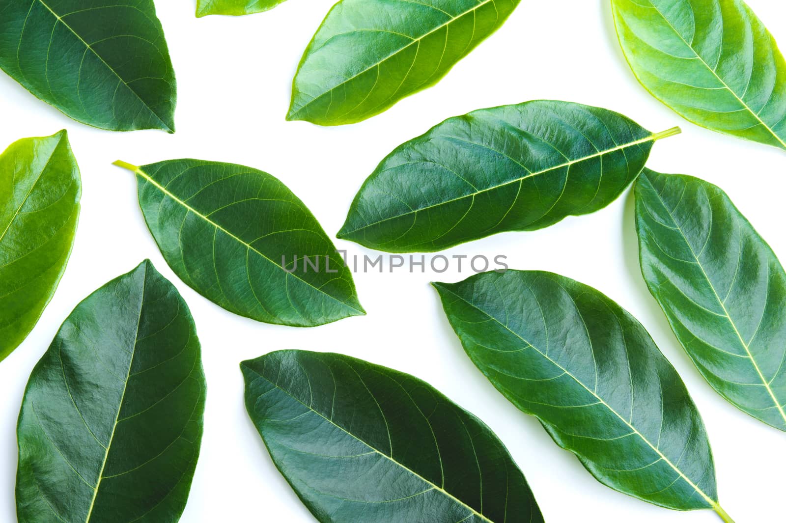 Green leave isolated over white background with clipping path.