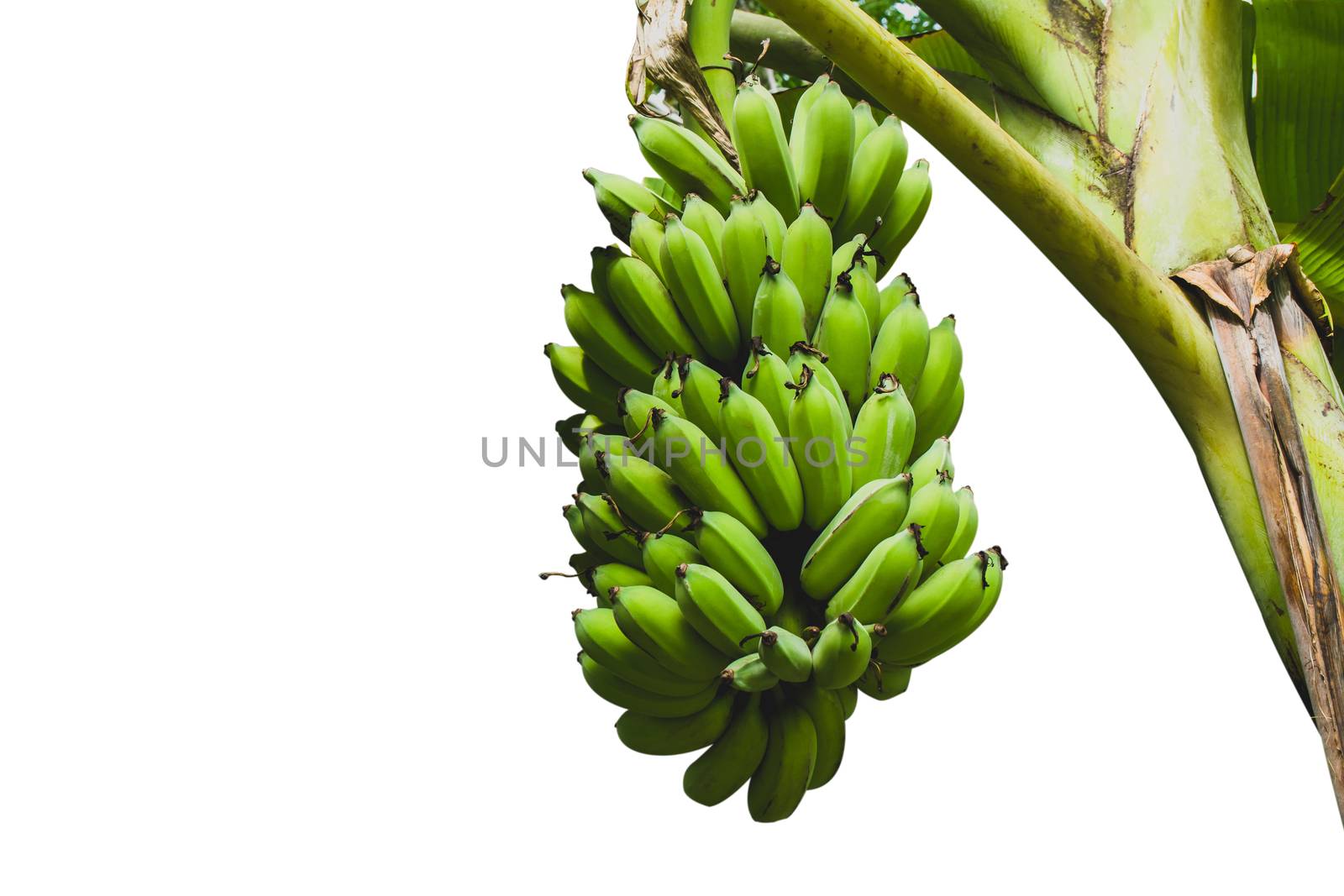 Bananas with banana tree isolated over white background with cli by kirisa99