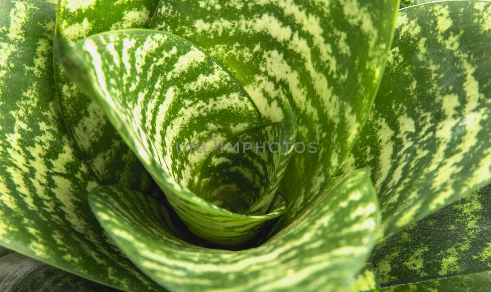 Green leaf macro, green fresh plants close up for background by kirisa99