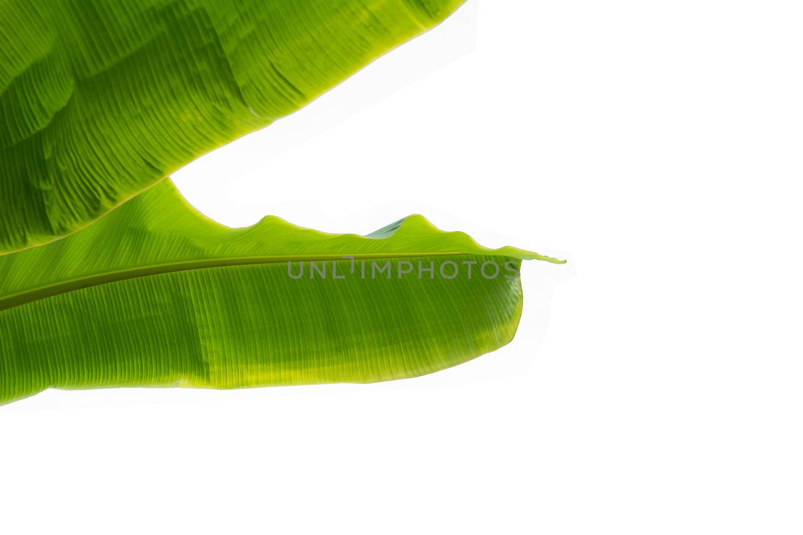 Banana leave isolated over white background with clipping path. by kirisa99