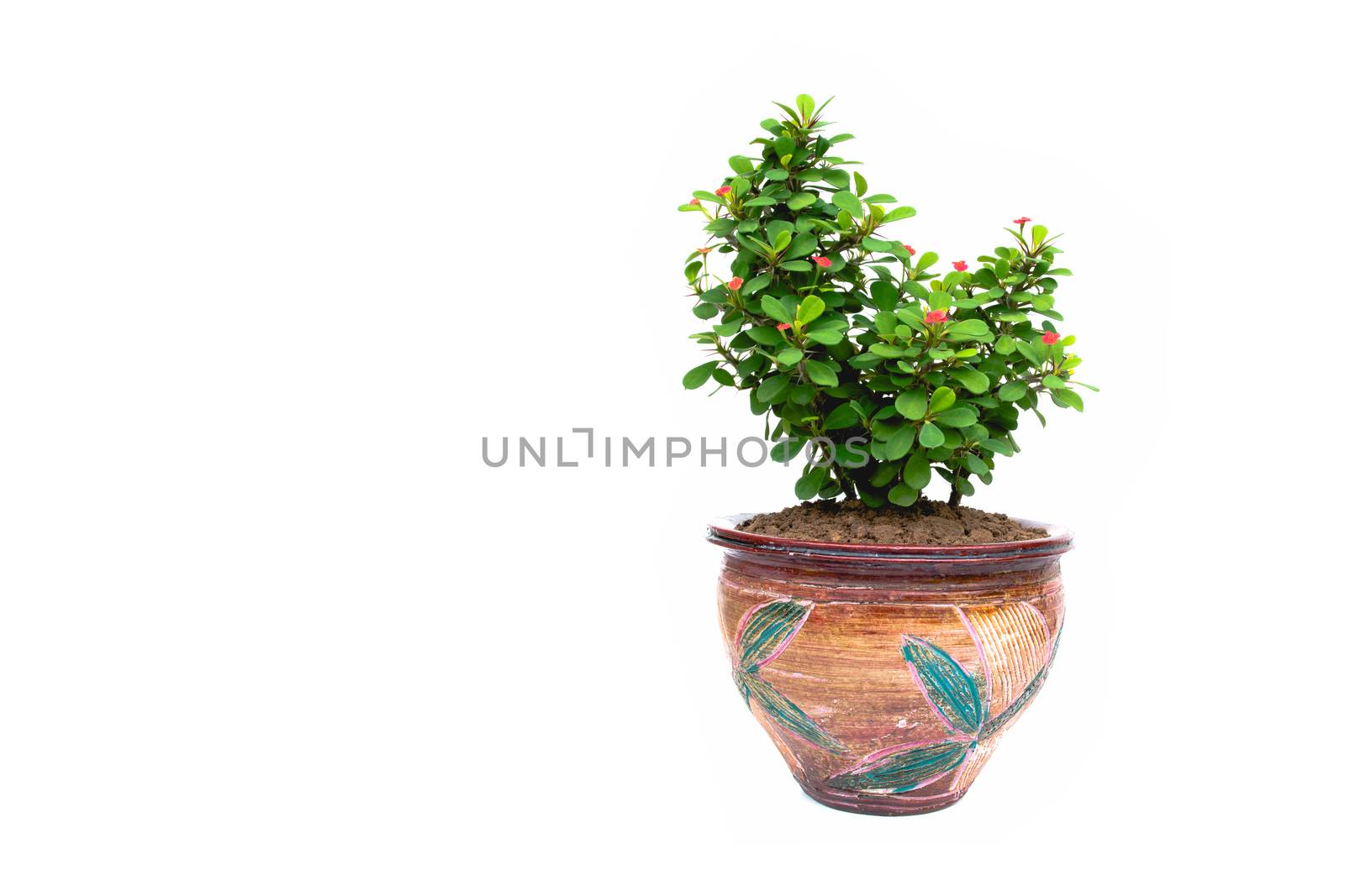 green potted plant, trees in the pot isolated on white background.