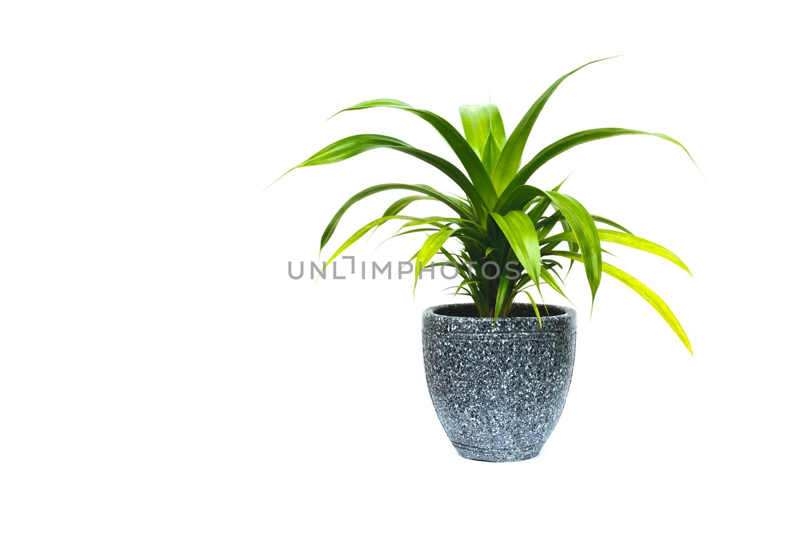 green potted plant, trees in the pot isolated on white backgroun by kirisa99