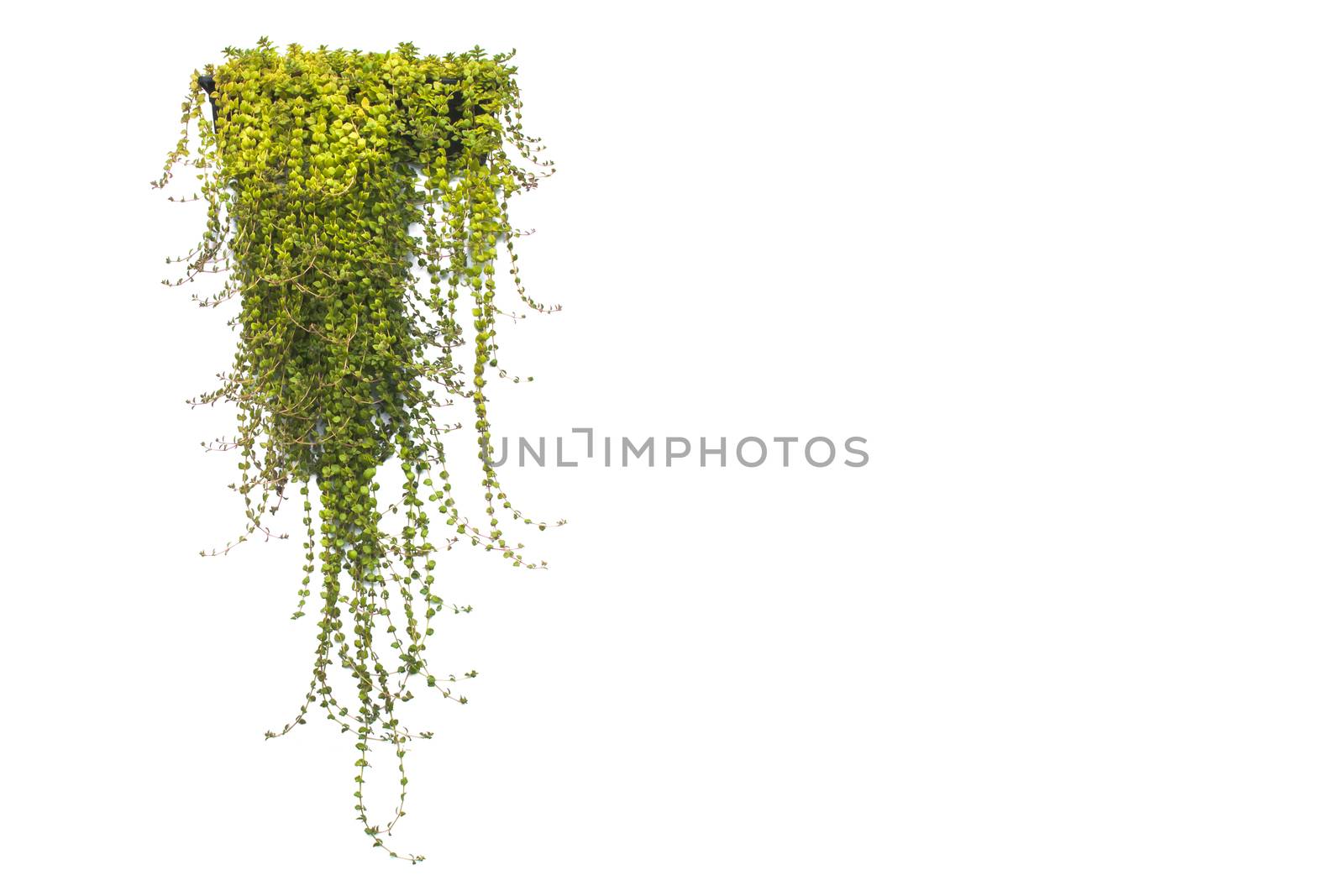 green potted plant in the pot isolated on white background.